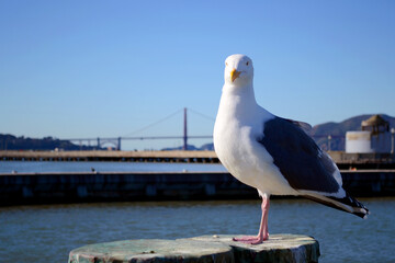 San Francisco 2013, a nice seagull stands quite on a wooden post at the harbor with golden gate bridge in the background