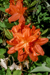 Mollis Azalea (Rhododendron x mollis) in park