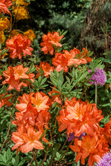 Mollis Azalea (Rhododendron x mollis) in park