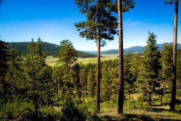 big trees in forest on top of mountain, mountain houses in background
