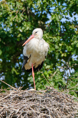 A stork stands in its nest on one leg, fresh green leafs and a blue sky in background. copy-space