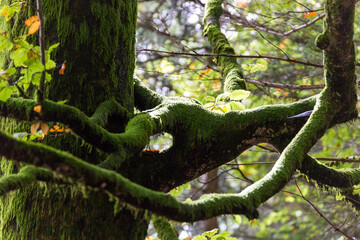 Baum