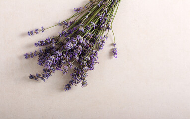 Bunch of fresh lavender flowers