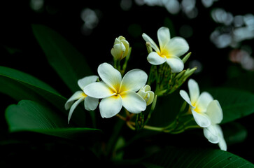 Fototapeta na wymiar Closeup Frangipani flowers with green leaves on blurred bokeh background. White Plumeria flower bloom in the garden. Tropical plant. Gentle white petal and yellow in center of flower. Spa wallpaper.