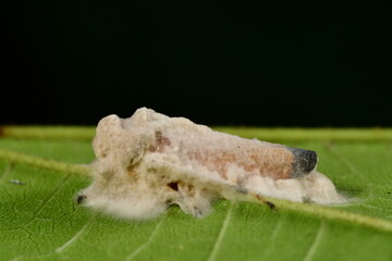 マイヅルヨコバイタケ