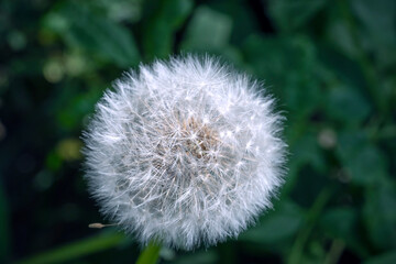 Close-up of dandelion which is at the end of their life cycle, finished with blooming until next season, seen from above