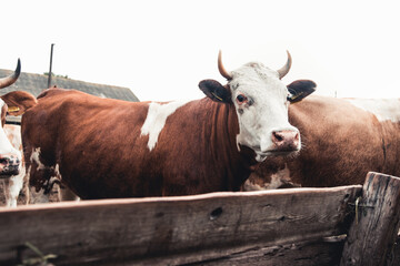 Cows on the form. Milk production. Household animals.