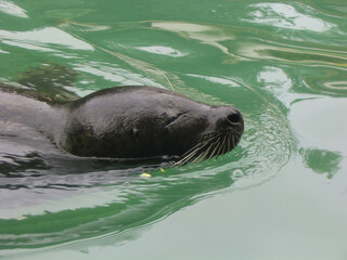 Fototapeta premium A seal swimming in a swimming pool
