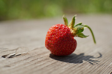 Close up shot of strawberries with strawberry planting background