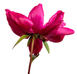 red peony flower isolated on white background