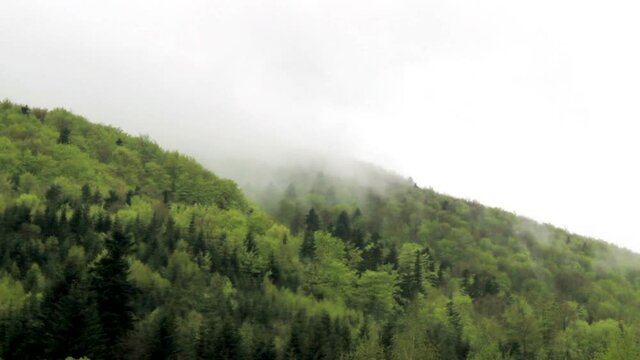 a landscape of the foggy morning forest at carpathian mountains, national park Skolivski beskidy, Lviv region of Western Ukraine