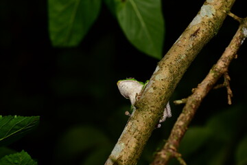 モリアオガエル