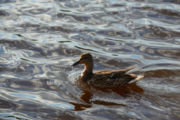 Duck on water scene. Duck water. Duck swim. Ducks swimming water