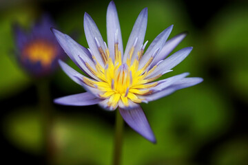 Purple lotus close up , focus on one point