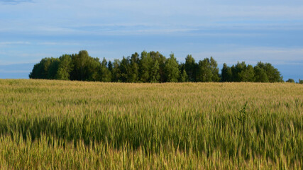 Green field, tree and blue sky. Excellent as a background, web banner