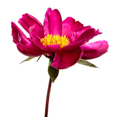 red peony flower isolated on white background