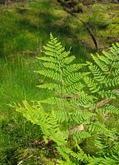 Wald-Frauenfarn,Athyrium filix-femina,im Sommer