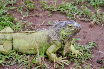 iguana is reptile animal and exotic pet