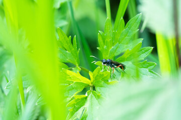 Fototapete bei efototapeten.de bestellen   