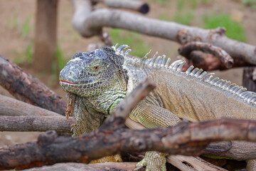 iguana is reptile animal and exotic pet