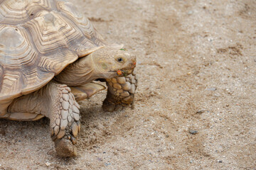 a land turtle in nature