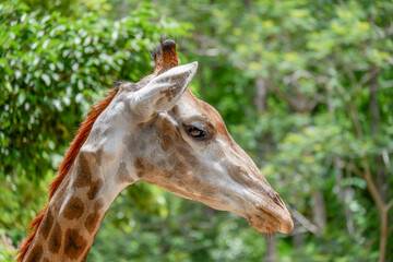 Close up giraffe face background