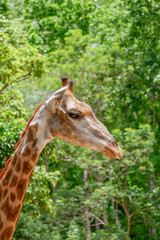 Close up giraffe face background