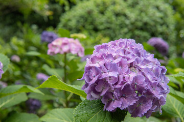 雨に濡れるパステルカラーのアジサイ