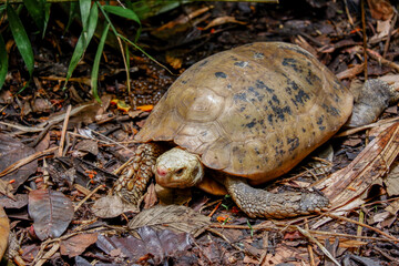 a land turtle in nature