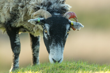 Swaledale ewe or female sheep grazing at Sunset in the Yorkshire Dales.  Close up of head and shoulders.  Horizontal.  Space for copy.