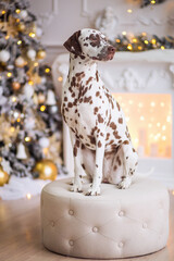 FUNNY CHRISTMAS OR NEW YEAR DOG. The PUPPY is a Dalmatian dog sitting on background of Christmas...