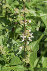 Great Basil (Ocimum basilicum) in vegetable garden