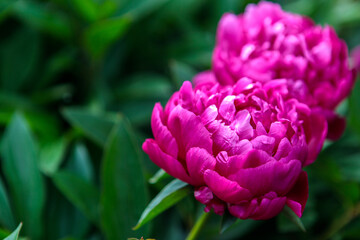 flowerbed with blooming red peonies. summer garden