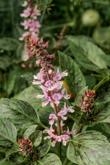 Great Basil (Ocimum basilicum) in vegetable garden