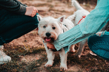 Happy West Highland White Terrier