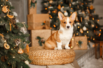 FUNNY CHRISTMAS OR NEW YEAR DOG. A Corgi PUPPY sits on the background of Christmas decorations. Bokeh, blur