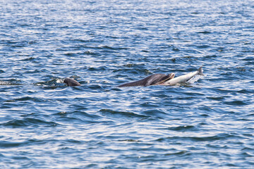 Delfin beim Essen