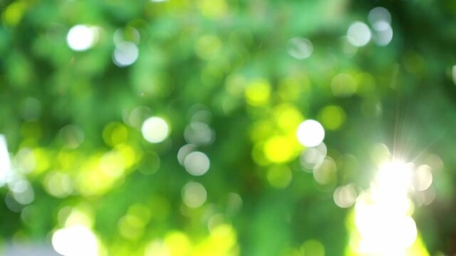 Nature green bokeh sunshine abstract blurred background
