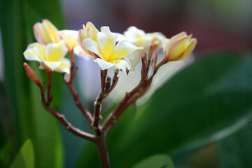 Fototapeta premium Plumeria flowers on the tree , close up