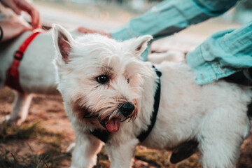Happy West Highland White Terrier