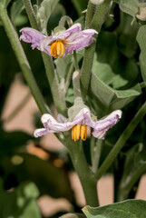 Eggplant (Solanum melongena) in vegetable garden