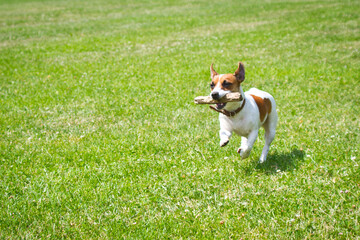 dog running with a stick in the mouth is playing.