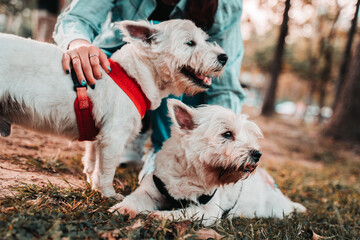 Happy West Highland White Terrier