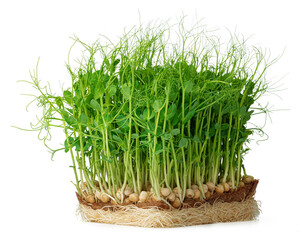 Micro green sprouts of peas isolated on white