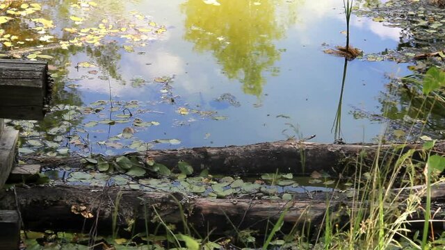 close-up of a small pond in the forest and dragonfly under the water surface