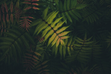 Tropical green and red leaf background