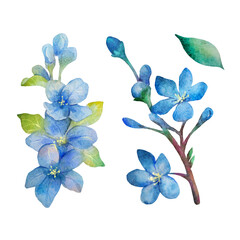 Watercolor set of blue flowers. Isolated from white background