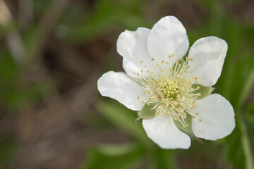 花びらが6枚の珍しいクサイチゴの花