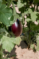 Eggplant (Solanum melongena) in vegetable garden