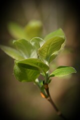 close up of a green leaf